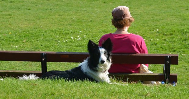 border-collie-cane-relax